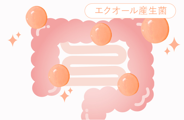 エクオール産生菌のために体内環境を整えることが重要です。