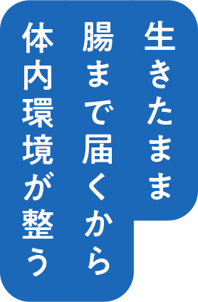 生きたまま朝まで届くから体内環境がが整う